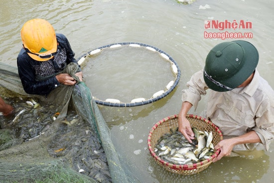 Trại cá giống Đô Lương mỗi năm sản xuất 41 tấn cá hương giống, 70 triệu cá bột. Trong đó cá trắm, chép chiếm 60%, còn lại là trôi, mè, rô phi... 