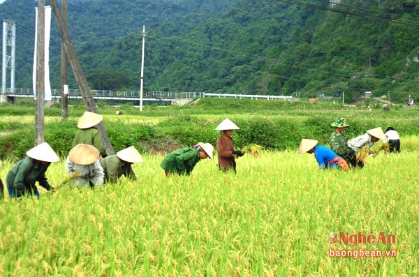 Nhờ