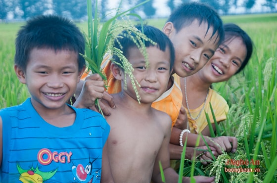 Niềm vui trên cánh đồng trĩu hạt ngày mùa.