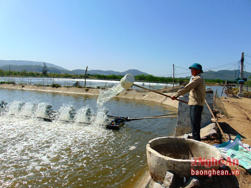 Ông Nguyễn Văn Sơn bên đầm tôm cho thu nhập mỗi năm lên đến 600 - 700 triệu đồng.