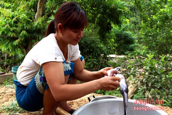 Các loại cá lăng, lệch hiện có giá rất cao trên thị trường bởi thịt thơm và ngon. Những ngày may mắn có nhiều thợ săn thu được tiền triệu nhờ cách săn cá đặc sản bằng xỉa.