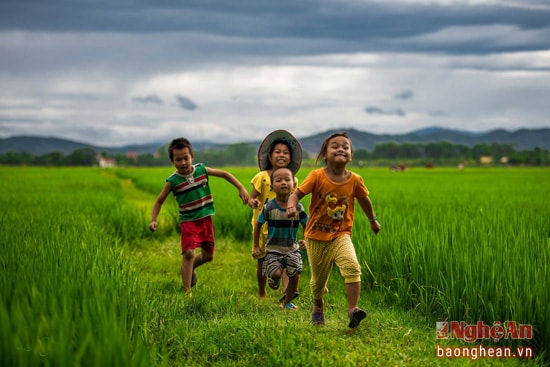 Tung tăng trên đồng lúa