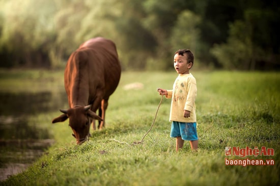 Còn rất nhỏ nhưng em cũng biết chăn bò rồi nhé!