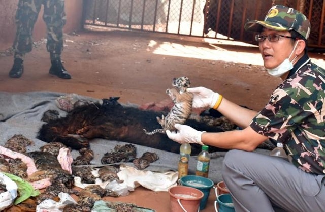 40 xác hổ con được tìm thấy tại ngôi đền Ông Hổ tại tỉnh Kanchanaburi ngày 1/6 (Ảnh: Reuters)