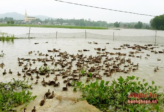 Vùng Bàu Dưng nuôi vịt trời của Anh Nguyễn Kế Sỹ ở xóm 3, xã Nghi Kiều (Nghi Lộc).