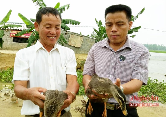 Anh Nguyễn Kế Sỹ giới thiệu đặc tính của vịt trời cho Chủ tịch nông dân xã Nghi Kiều.