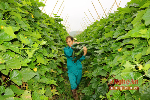 Những năm qua, diện tích trồng bí xanh của xã Tào Sơn luôn duy trì từ 40- 45 ha với hơn 200 hộ dân tham gia trồng. Với năng suất 1 ha đạt 20 tấn thì cây bí đang mang lại khoản thu nhập tới 240 triệu đồng/ha/năm.
