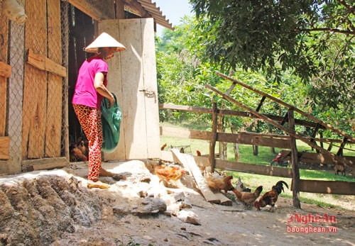 Đây là một trong những mô hình kinh tế đang chứng minh tính hiệu quả tại Kỳ Sơn.