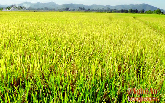 Cánh đồng Bò Rò- một trong những vùng đồng thâm canh các loại lúa giống ở xã Liên Thành