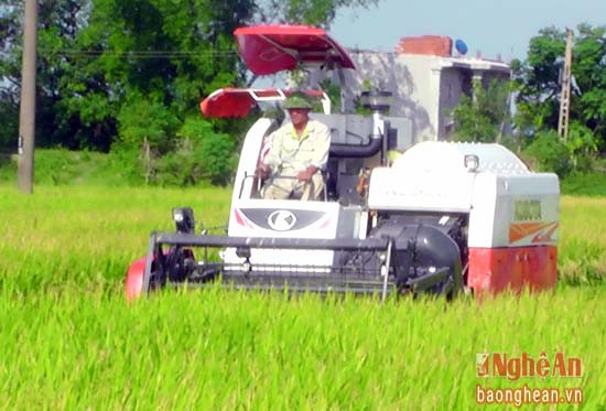 Nông dân xã Liên  thành đang vào mùa thu hoạch lúa giống