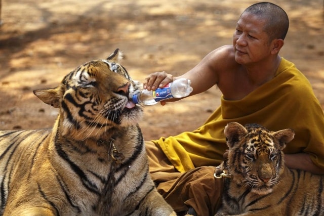 Tại đây, các sư sãi trong đền chăm sóc những chú hổ như những người bạn thân thiết của mình