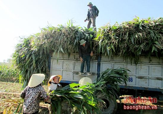 Vận chuyển ngô lên xe về trang trại bò TH