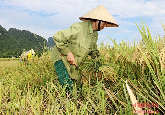 Vào mùa thu hoạch lúa nhiều người dân ở Anh Sơn đi gặt lúa thuê để kiếm thêm thu nhập