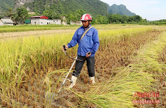 Anh Phan Ngọc Hùng ở thôn 5 xã Hội Sơn lại bắt đầu ngày mới bằng việc đưa chiếc máy cắt lúa đi cắt thuê. Mỗi sào sau khi gặt xong anh được trả từ 120-150 nghìn đồng.