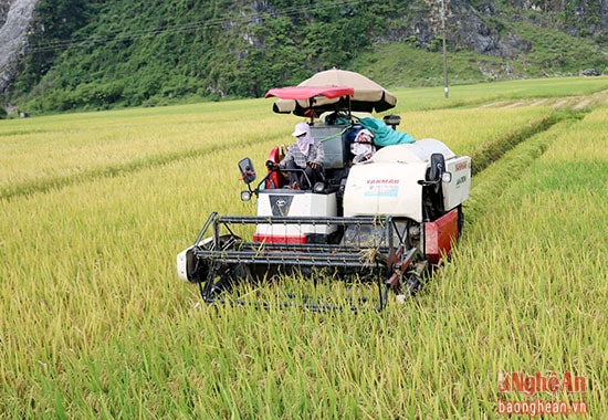 Những chiếc máy gặt đập liên hợp cũng là phương tiện làm ăn hiện đại của những người đi thu hoạch lúa thuê. Ông Nguyễn Hữu Nam đã đầu tư hàng trăm triệu đồng để làm công việc thu hoạch lúa thuê này.