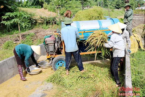 Không chỉ gặt thuê, khi những cánh đồng lúa đang vào vụ thu hoạch rộ cũng là lúc những người hành nghề tuốt lúa vào mùa