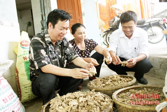 Đồng chí Hồ Sỹ Tùng kiểm tra mô hình sản xuất và chế biến tinh bột nghệ ở xóm 2, xã Quỳnh Vinh