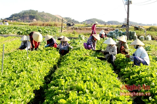 Trên cánh đồng 