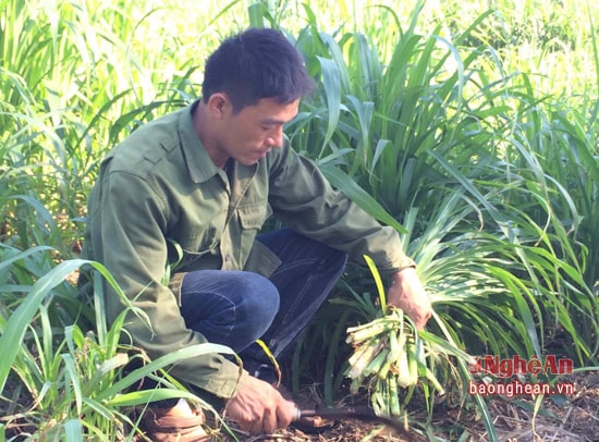 Gia đình đầu tư trồng cỏ chăn nuôi bò