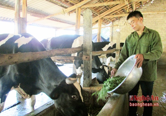 Anh Nguyễn Văn Cường chăm sóc đàn bò.