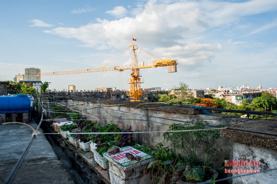 Một khoảnh vườn mới trồng được chủ nhân căng dây làm dàn để che nắng cẩn thận