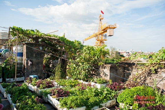 Hầu hết sân thượng của các toà nhà chung cư Quang Trung đều được những gia đình ở đó tận dụng để tăng gia sản xuất.