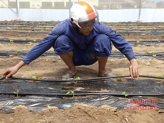 3000 cây dưa lưới được nhập giống từ Thành phố Hồ Chí Minh đã được đưa vào trồng trong nhà lưới