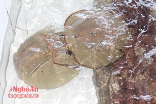 và đặc sản sam biển