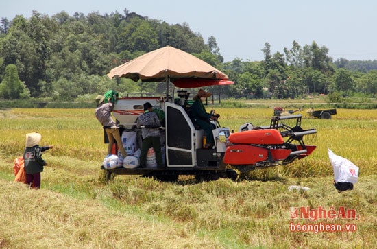 Chiếc máy gặt hiện đại cũng được chế thêm dụng cụ chống nóng hết sức độc đáo.