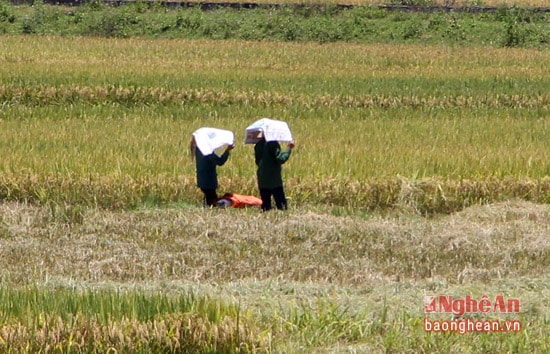 Hai người làm đồng dùng những chiếc bì đựng lúa để che thêm cho đỡ nóng và nắng.