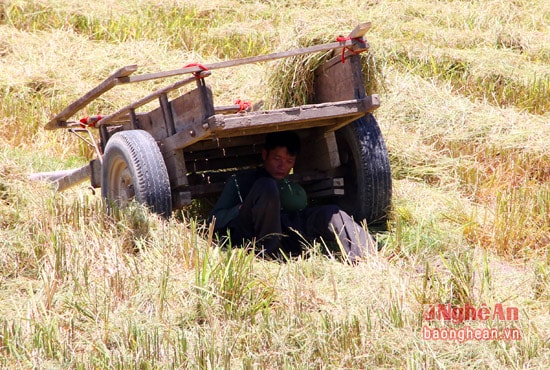 Ngồi dưới chiếc xe bò để nghỉ ngơi và tránh nắng.