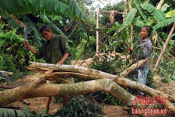 Người dân xóm 11 xã Thanh Long dọn dẹp cây cối gãy đổ lấy lối đi.