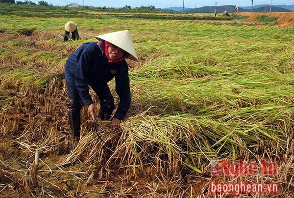 Người dân xã Thanh Long đang thu dọn lúa bị đổ.