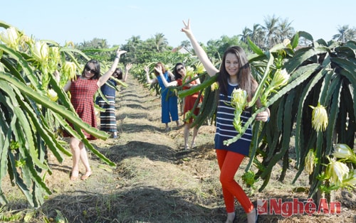 Mỗi du khách cũng tìm cho mình một khóm thanh long đẹp nhất để tạo dáng, ghi hình