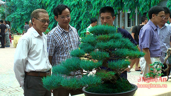 Đây là lần đầu tiên, cuộc trưng bày bonsai, phong lan được tổ chức tại Quỳnh Lưu, vì vậy, thu hút rất đông người dân đến tham quan.