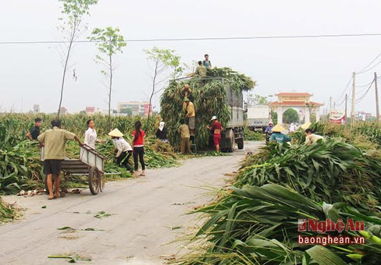 Ông T thuê người dân thu hoạch ngô bán cho trang trại TH