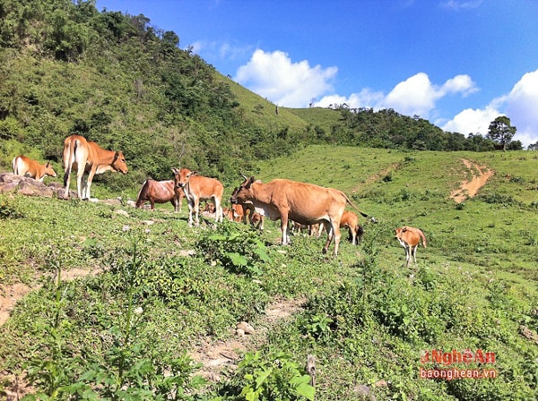 Giống bò vàng vùng cao được đồng bào Mông nuôi dưỡng từ lâu đời được ông Pó lựa chọn để nuôi.