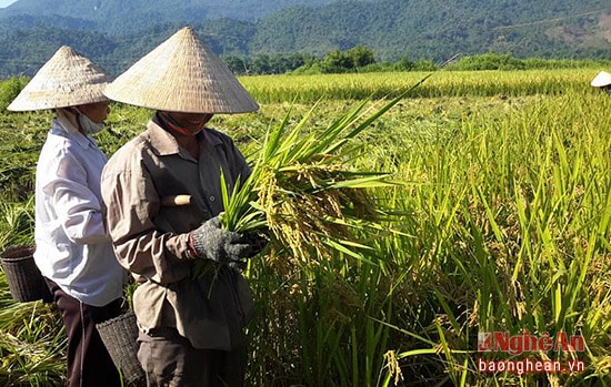 Lúa Japonica được mùa ở Quế Phong. Ảnh Trần Quốc Thành