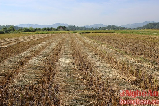 Trong những ngày nắng nóng như thế này việc phơi nguyên cây lúa ngoài đồng của nông dân giúp cho việc vẩn chuyển nhẹ nhàng hơn, tiết kiệm thời gian cũng như công sức phơi lúa, rơm rạ. 