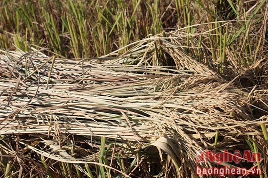 Thường thì, người dân gặt lúa mang về, tuốt, sau đó mới phơi thóc và rơm, nhưng năm nay, nhiều người dân đã tận dụng nắng nóng, sau khi gặt xong phơi luôn tại ruộng