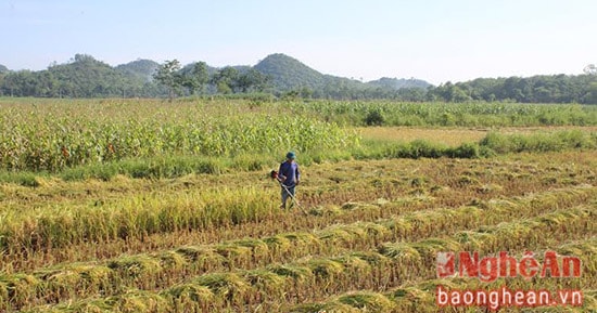 Anh Võ Duy Sơn trú tại xóm Thống Nhất, xã Tân Phú với diện tích 2,5 sào lúa phấn khởi cho biết: “Năm nay lúa được mùa, nông dân rất vui nhưng do ruộng lúa xa nhà, việc vận chuyển khi mới gặt xong cũng vất vả. Để lấy thêm rơm nên gặt sát gốc hơn, lúa nặng nên tận dụng những ngày nắng nóng gặt xong phơi ngay tại đồng. Sau 1 đến hai nắng mới chở về nhà. Nhà nào phơi hai nắng , gặp được nắng to sau khi mang về nhà chỉ cần tuốt xong rồi mang đi cất.”  