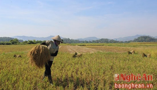 Được biết, vụ mùa đông xuân năm nay,diện tích toàn huyệnTân Kỳ là  4.813 ha, do năm nay  chủ động trong tưới tiêu và chọn giống có năng xuất cao cùng với đó nông dân đã ứng dụng khoa học kĩ thuật, đưa cơ giới hóa vào sản xuất nên năng xuất trung bình đạt 63 đến 64 tạ/ha tăng hơn 2 tạ/ha.