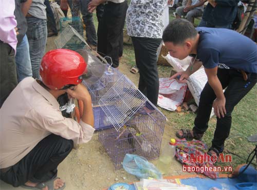 Mỗi ngày ở địa bàn Nghệ An có hàng chục ngàn con chim bị bắt. Số lượng chim này được người dân đem bán ở hai bên đường,