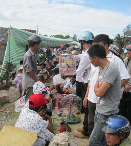 Chim săn bắt được bày bán công khai ở các chợ quê. 