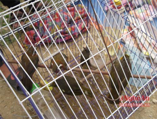 Những chú chim bị sa bẫy được nhốt vào lồng chờ đem đi bán