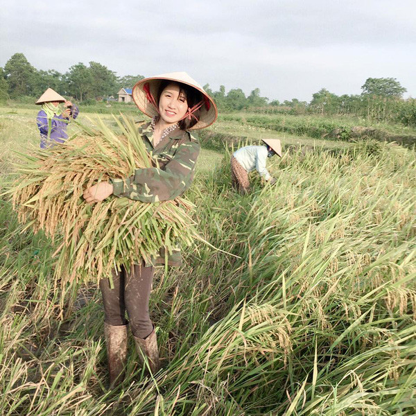 ... nhưng đến cuối tuần, cô sẵn sàng khoác lên mình bộ trang phục lao động, giúp bố mẹ cắt lúa.