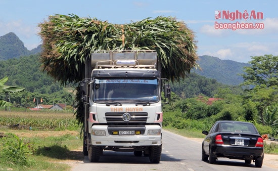 Hiện nay, mỗi ngày có hàng chục chuyễn xe như thế này chở cây ngô non từ các huyện Con Cuông, Anh Sơn đi rồi vòng theo đường mòn Hồ Chí Minh theo hướng từ Nam ra Bắc.