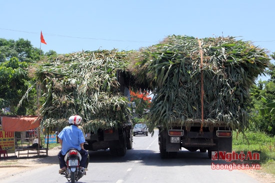 Những chiếc xe chở ngô như vậy đang gây khó khăn cho các phương tiện khác cùng lưu thông mỗi khi giáp nhau, che khuất tầm nhìn cho các phương tiên khác. Đặc biệt, mỗi lần hai chiếc xe chở ngô tránh nhau thì quốc lộ của riêng xe chở ngô.