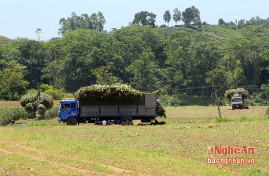 Những chiếc xe đang thu mua ngô ở cánh đồng thuộc xã Cẩm Sơn (Anh Sơn).