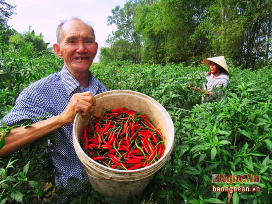 Nông dân Nghi Ân phấn khởi vì ớt được mùa, giá cao, thu lãi cao gấp 3-4 lần so với trồng lạc